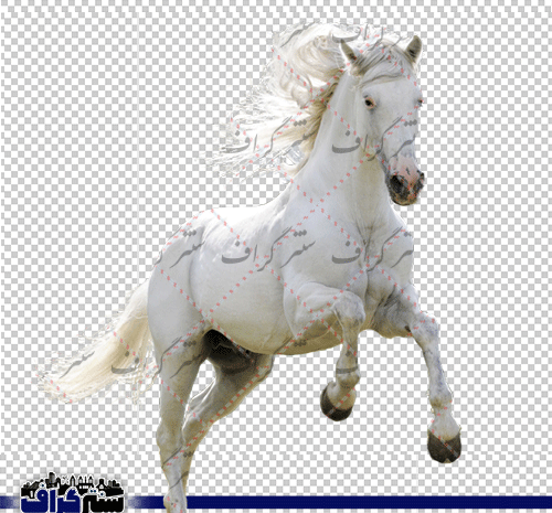 عکس کره اسب نریان