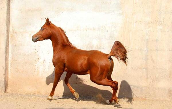 عکس کره اسب نریان