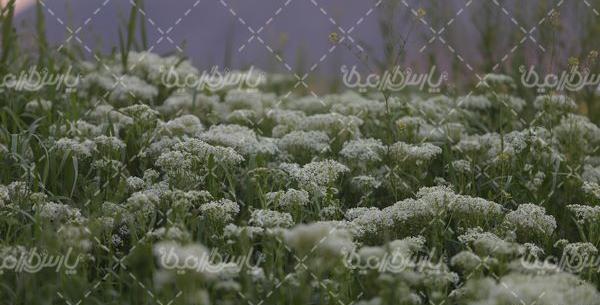 عکس طبیعت سرسبز ایران