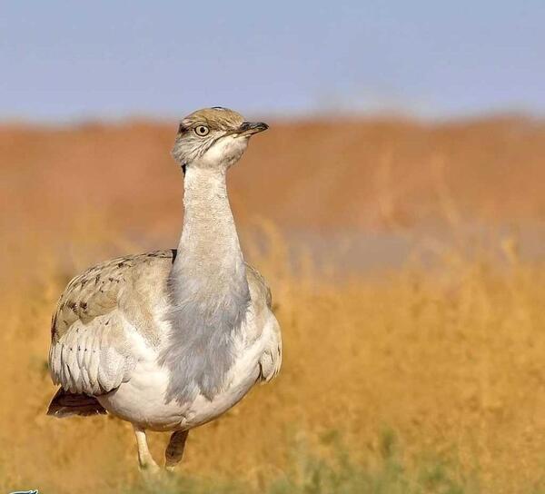 عکس پرنده ی آهو بره