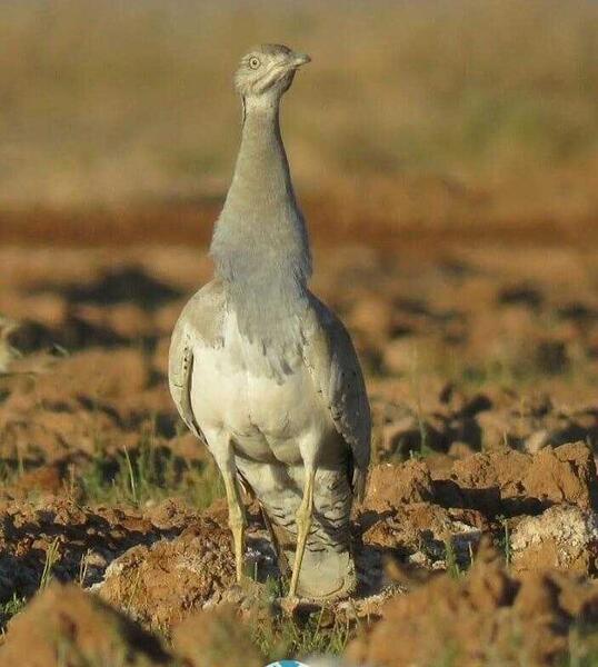 عکس پرنده ی آهو بره
