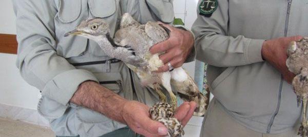 عکس پرنده ی آهو بره