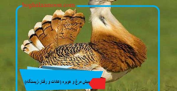 عکس پرنده ی آهو بره