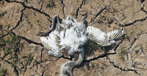 عکس پرنده ی آهو بره