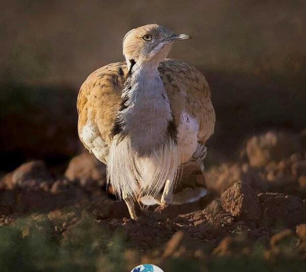 عکس پرنده ی آهو بره