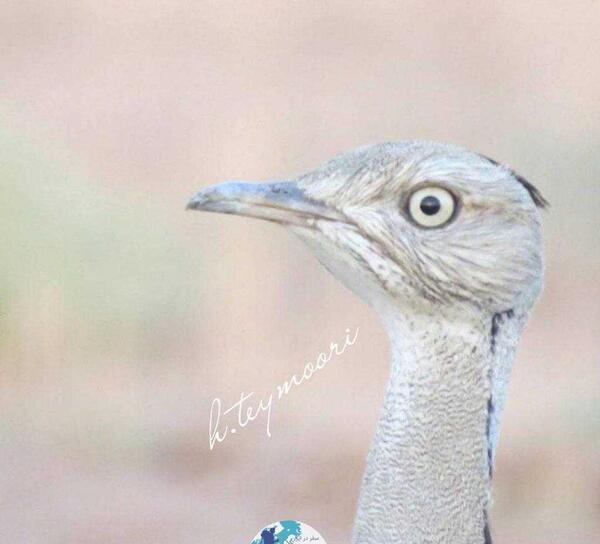عکس پرنده ی آهو بره