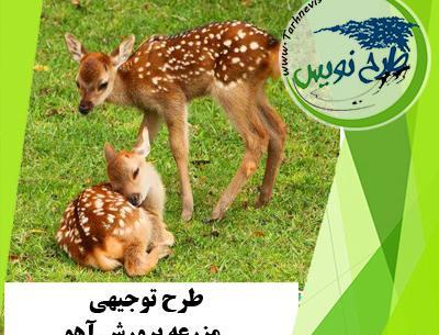 عکس پرنده ی آهو بره