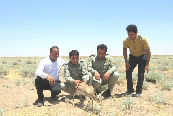 عکس پرنده ی آهو بره
