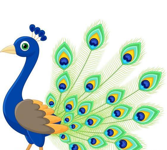 عکس بچه طاووس زیبا
