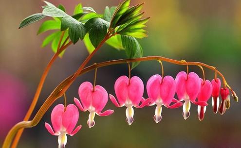 گلهای زیباترین عکس طبیعت بهاری