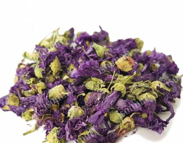 عکس گل بنفشه خشک شده