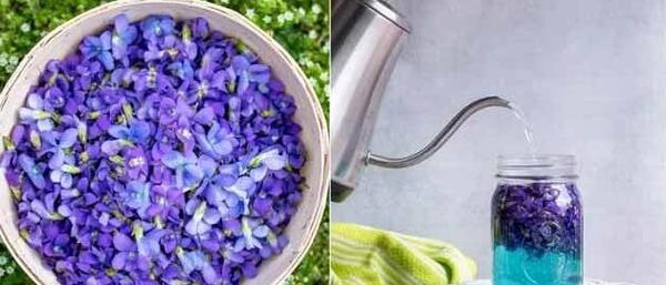 عکس گل بنفشه خشک شده