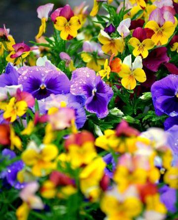 عکس گل جدید برای صفحه گوشی