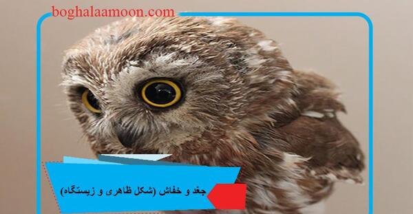 عکس بچه جغد سیاه