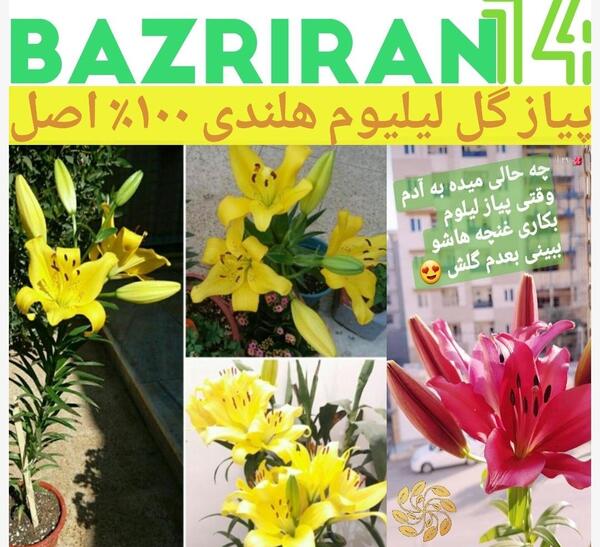 عکس گل لیلیوم قرمز