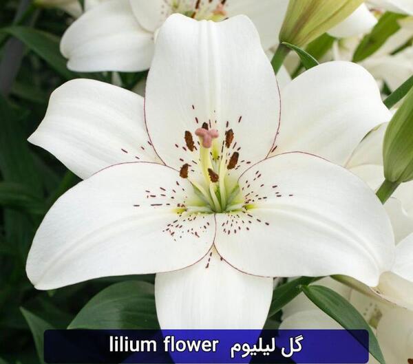 عکس گل لیلیوم قرمز