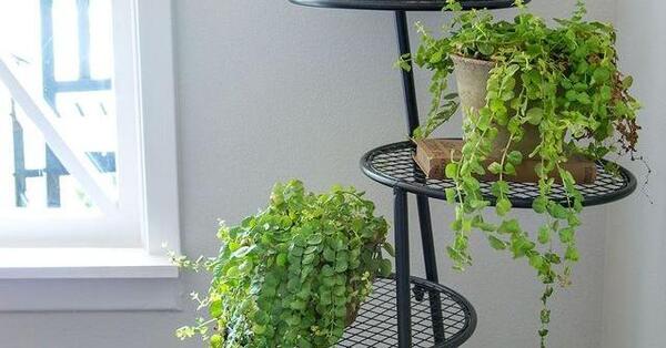 عکس گل طبیعی داخل خانه