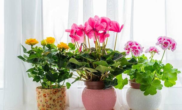 عکس گل طبیعی داخل خانه