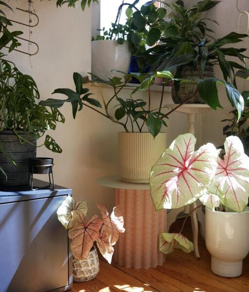 عکس گل طبیعی داخل خانه