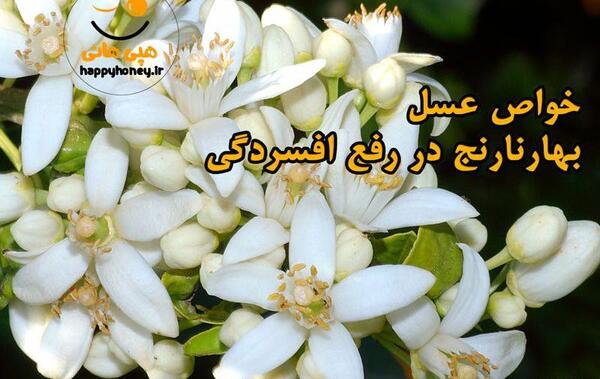عکس گل بهار نارنج خشک شده