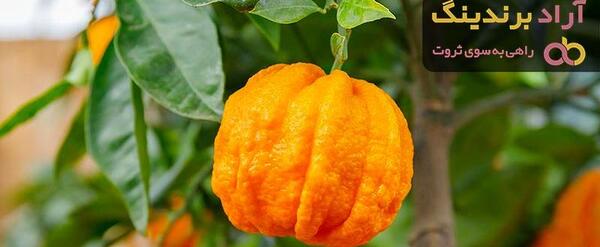 عکس گل بهار نارنج خشک شده