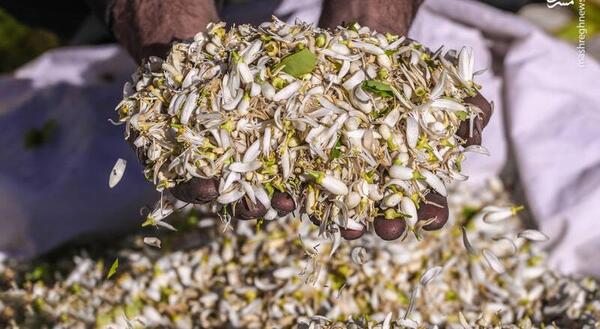 عکس گل بهار نارنج خشک شده