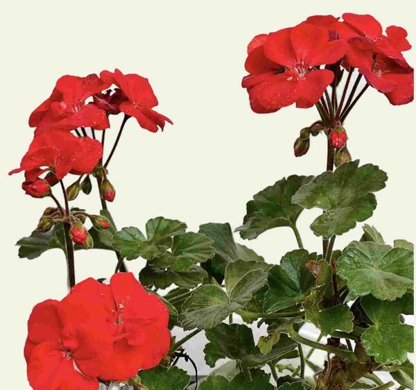 عکس گل شمعدانی زرد