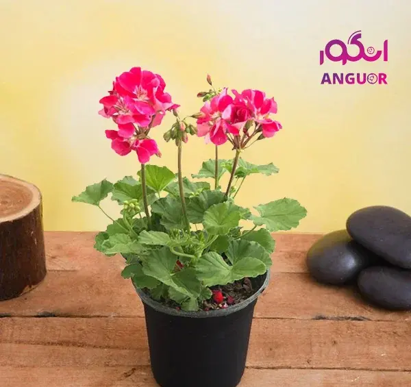 عکس گل شمعدانی زرد