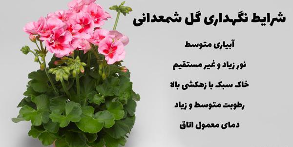 عکس گل شمعدانی زرد