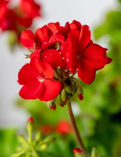 عکس گل شمعدانی زرد