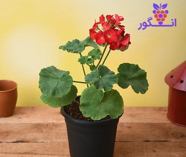 عکس گل شمعدانی زرد