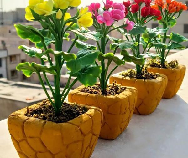 عکس گل شمعدانی زرد