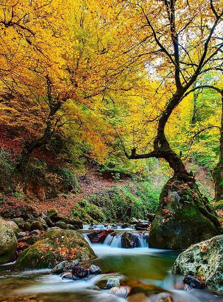 عکس طبیعت شمال در پاییز