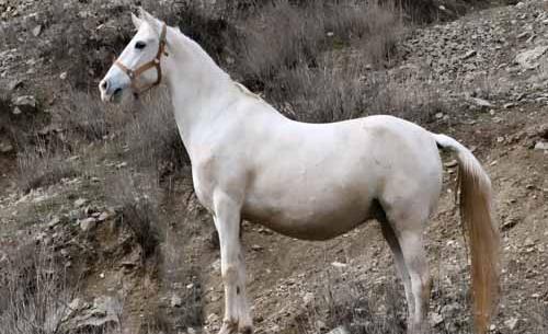 عکس اسب سواری برای پروفایل