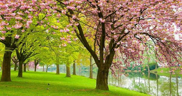 عکس طبیعت و بهار