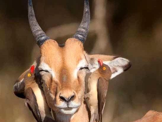 عکس های زیبای آهو