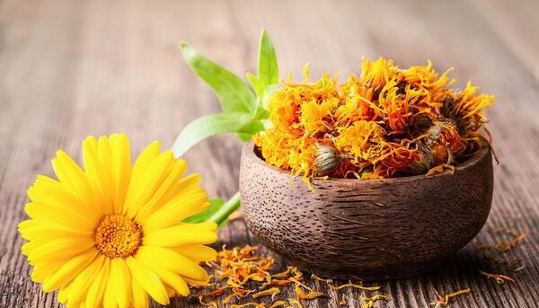 عکس بذر گل همیشه بهار