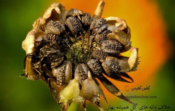 عکس بذر گل همیشه بهار
