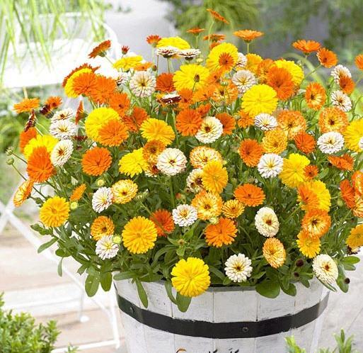 عکس بذر گل همیشه بهار