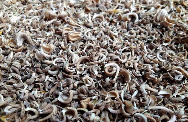 عکس بذر گل همیشه بهار