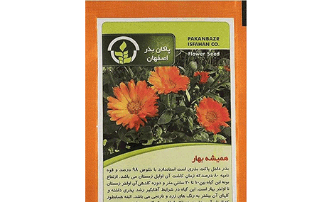 عکس بذر گل همیشه بهار