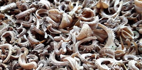 عکس بذر گل همیشه بهار