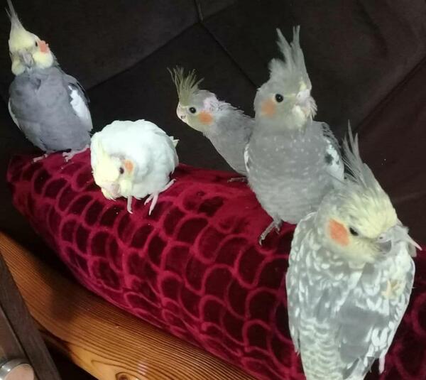 عکس بچه ی عروس هلندی
