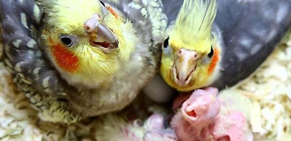 عکس بچه ی عروس هلندی