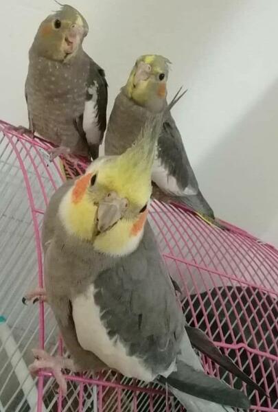 عکس بچه ی عروس هلندی