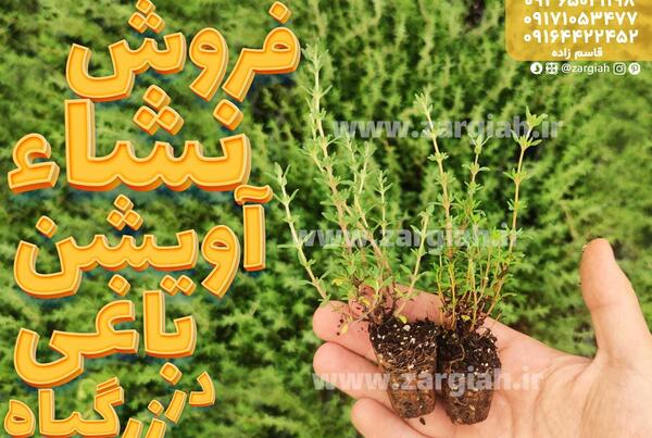 عکس داروی آویشن