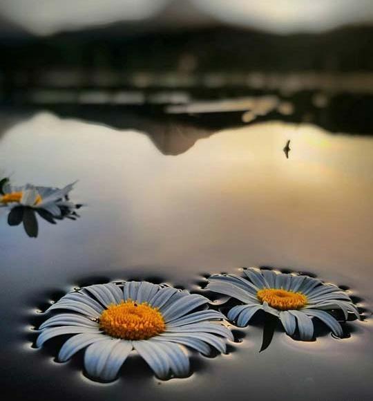 عاشقانه عکس گل آبی برای پروفایل