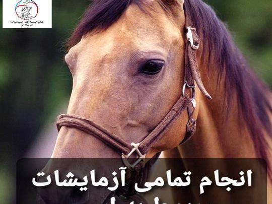 عکس اسب های زشت