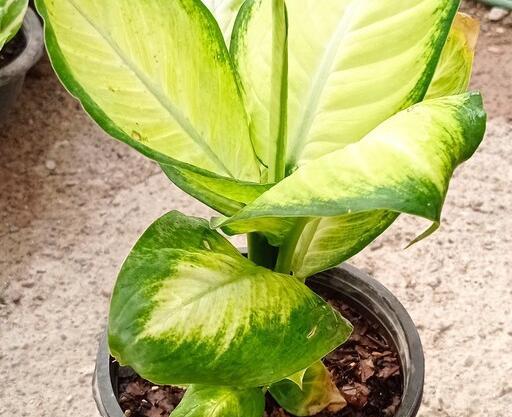 عکس گل دیفن کاملیا