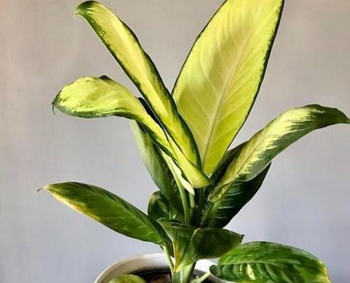 عکس گل دیفن کاملیا